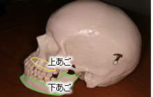 上顎と下顎
