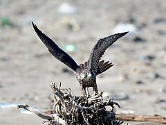 翼状捻転　鳥の翼